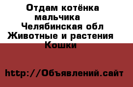 Отдам котёнка (мальчика ) - Челябинская обл. Животные и растения » Кошки   